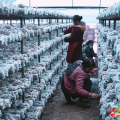 澴潭鎮(zhèn)柏樹灣村： “雪蓮”白參菌“破棒而出”走出鄉(xiāng)村增收新賽道
