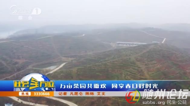 萬畝茶園共撒歡 同享春日好時(shí)光