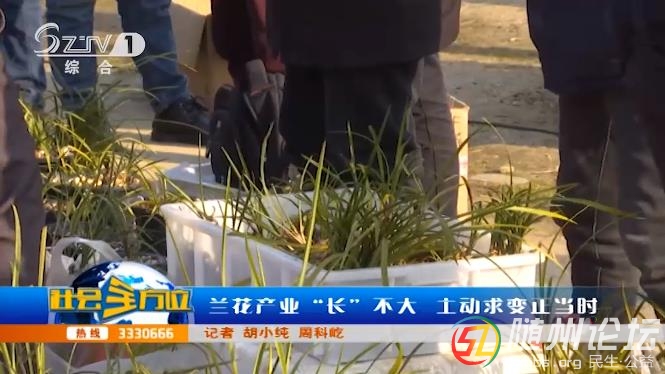 蘭花產(chǎn)業(yè)“長(zhǎng)”不大 主動(dòng)求變正當(dāng)時(shí)